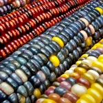 Indian Corn